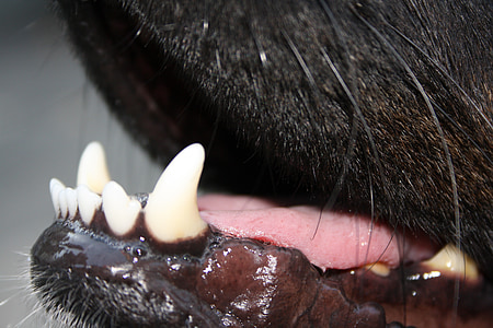 dog teeth thumbnail