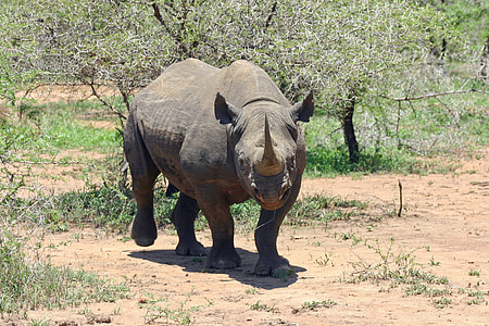 photography of rhinocerous thumbnail