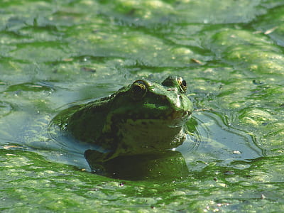 Frog on Body of Water during Daytime thumbnail