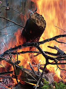 burned tree thumbnail