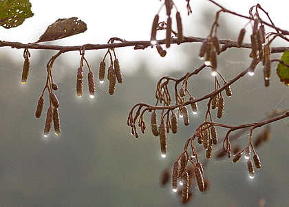 brown leafed plant thumbnail