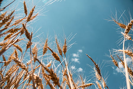 Wheat Field thumbnail