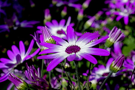 closeup photo of purple petaled flowers thumbnail