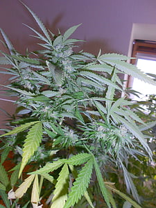 green cannabis plant thumbnail