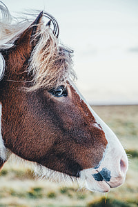 selective focus photo of brown horse thumbnail