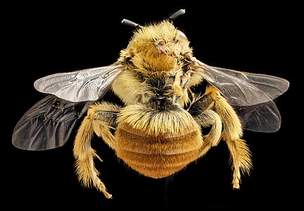 yellow bee with black background thumbnail