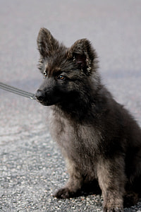 German Shepherd Dog, Gsd thumbnail