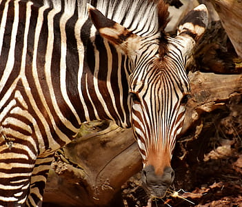 zebra beside driftwood thumbnail
