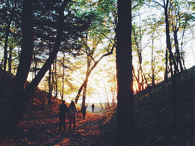 people walking on forest taken during sunset thumbnail