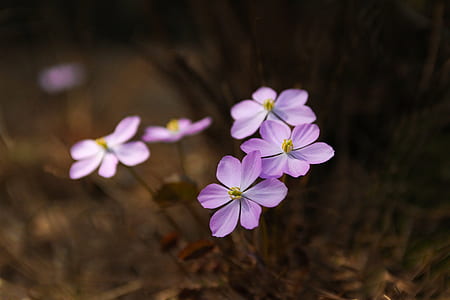 purple flowers thumbnail