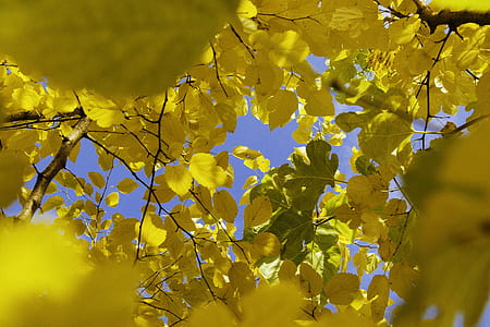 yellow leafed tree thumbnail