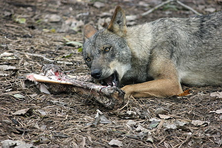 macro shot photography of gray animal biting bone thumbnail