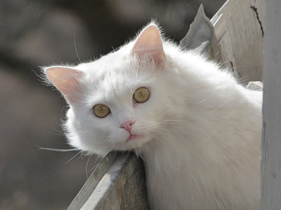 white cat leaning on fence thumbnail