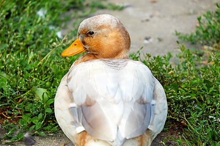 brown duck thumbnail
