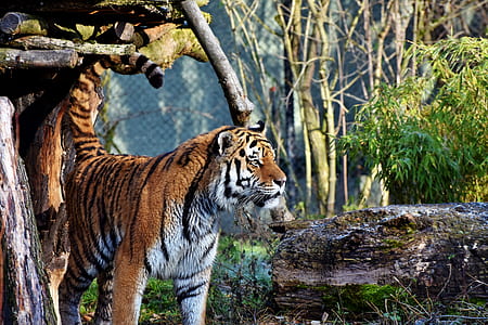 tiger standing near tree thumbnail
