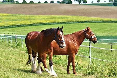 two brown horses on grass field thumbnail