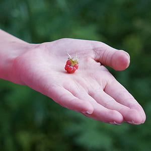 selective focus photography og person holding raspberry thumbnail