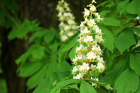 white flowers thumbnail