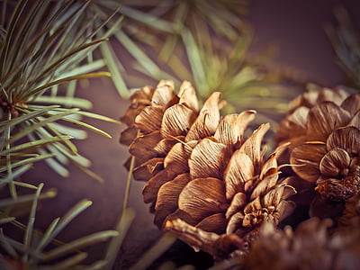 shallow focus photography of brown conifer thumbnail