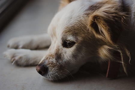 closeup photo of white and tan dog thumbnail