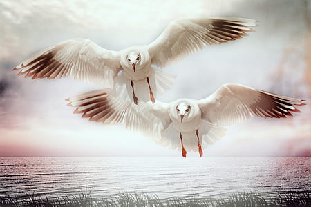 two white-and-brown birds in flight painting thumbnail