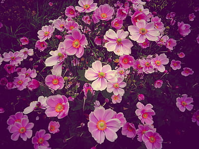 nature, flowers, garden, petals thumbnail