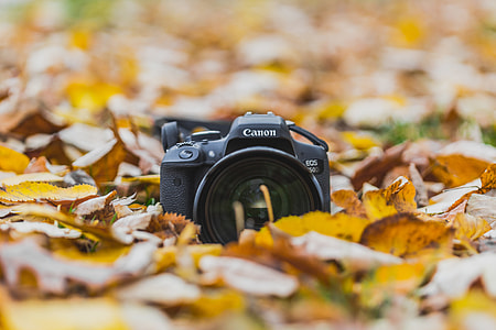 Camera in Autumn/Fall leaves thumbnail