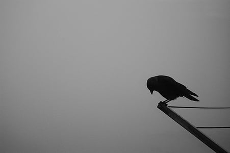 silhouette of bird on brown wooden rod thumbnail