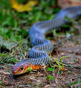 brown snake thumbnail