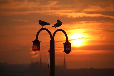 two black birds on black post thumbnail