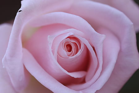 close-up photo of pink rose thumbnail