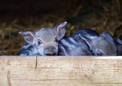 shallow focus photography of black piglet thumbnail