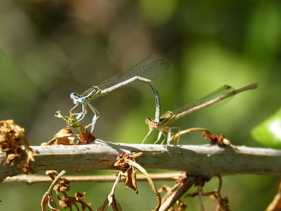 Dragonfly White, Damselfly thumbnail