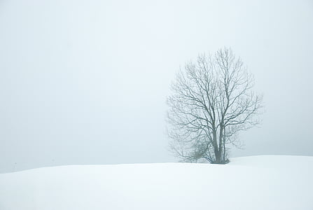 bare tree on snowy weather thumbnail