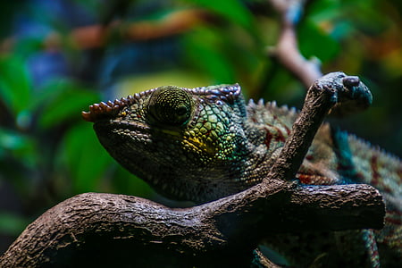 green chameleon on brown branch thumbnail