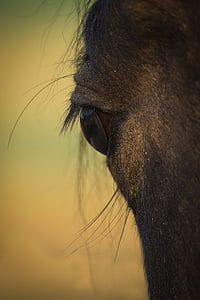 close-up photo of animal eye thumbnail