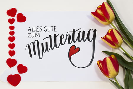 yellow and red petaled flower on white background thumbnail