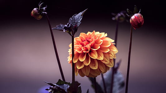 yellow flowers thumbnail