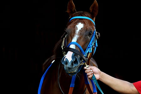 person holding brown horse thumbnail