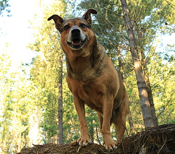 large dog walking into woods during daytime thumbnail