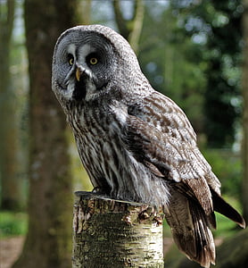gray and brown owl on top of wood trunk thumbnail