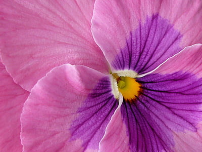 close-up photography of purple petaled flower thumbnail