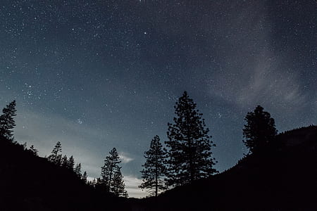 silhouette of tall tress under clear sky thumbnail