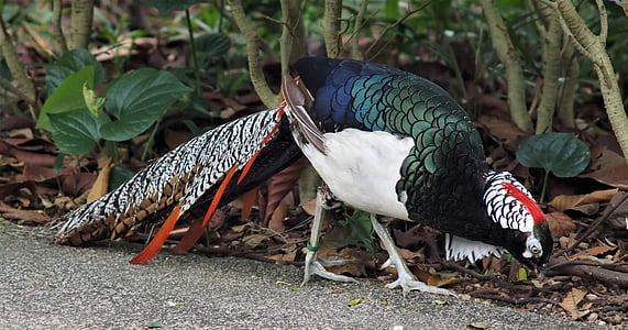 green, white, and red peacock standing beside green plant at daytime thumbnail