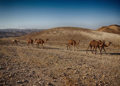 several camels walking on desert during daytime thumbnail