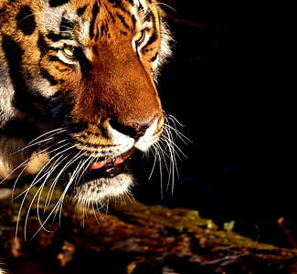 leopard head illustration thumbnail