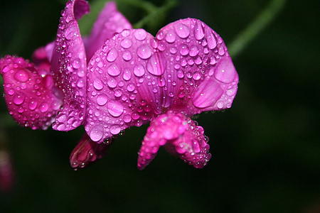 closeup photography of pink petaled flower with water droplets thumbnail