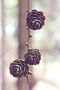 selective focus photography of three brown pinecones thumbnail