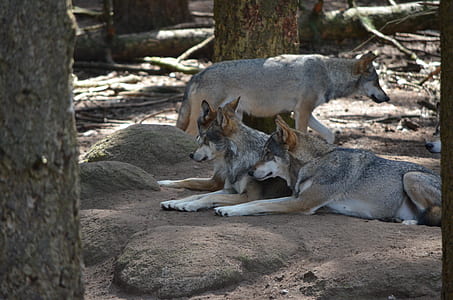 four brown-and-gray wolves beside brown tree thumbnail