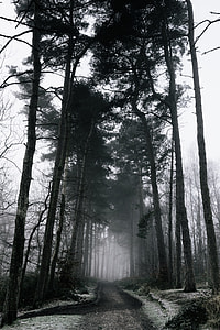photo of pathway between green leaf trees thumbnail